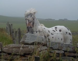 Ein Anwohner von Marwick Head 