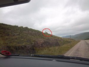 Ja, das ist ein Hirsch.