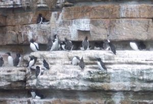 Unzähliche Tordalken nisten auf Stroma