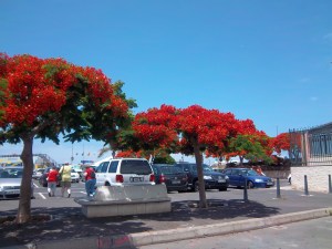 Flammenbäume wachsen in Los Christianos überall