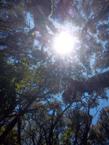 Im "Regenwald" von La Gomera