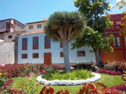 Auch ein Drachenbaum. Zwar kleiner, aber dafür umsonst anzugucken