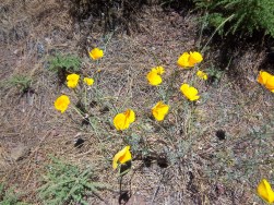 Zauberhaft und leuchtend: Goldmohn
