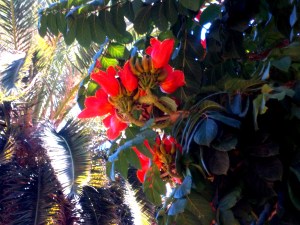 Blüten des Tulpenbaum im Parque Garcia Sanabria