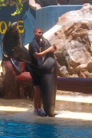 Hübsches Paar bei der Seelöwen-Show