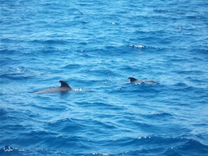 Statt Orcas gab es deutlich kleinere Grindwale