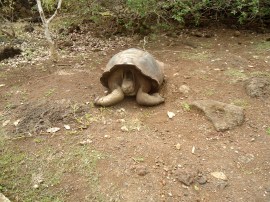 Die Schildkröte die mich zum Weinen bringt