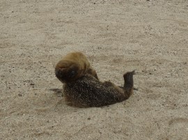 Ich wusste nicht, das die Seelöwenbabys so gelenkig sind
