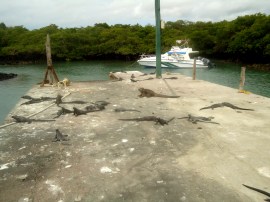 Der Pier mit den Leguanen auf Santa Cruz