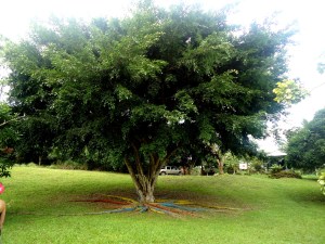 Was für ein Riese! Ein Ficus am Eingang des Campo Duro