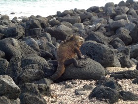 Ziemlich beachtlich diese Meerechsen