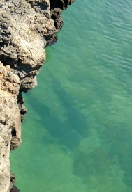 Zwei der schlafenden Haie