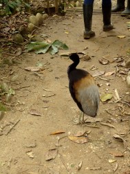 Trompi, der Trompetervogel verfolgt uns