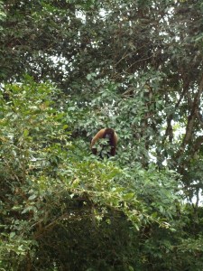 Neugiere Wollaffen begutachten uns