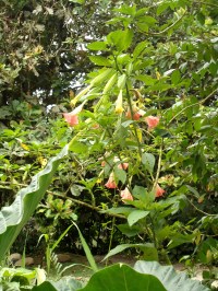 Trompetenbaum im "Garten" der Lodge