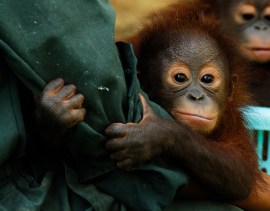 orang-utan-1-baby