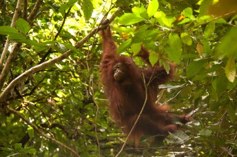 orang-utan-2-baum