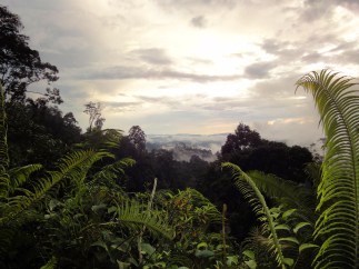 orang-utan-3-regenwald